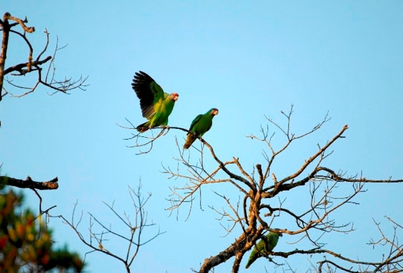 Campanha de financiamento coletivo pretende arrecadar 13 mil reais para financiar a contagem anual da população de papagaio-de-cara-roxa. Foto: Zig Koch/Divulgação.