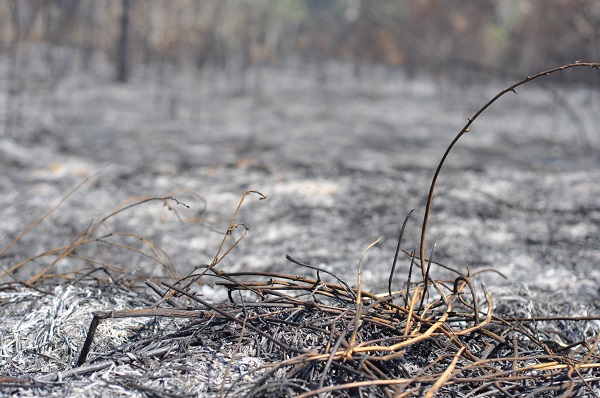 Floresta destruída por queimada no Pará. Foto: Marcelo Assumpção/Cicloamazonia.org