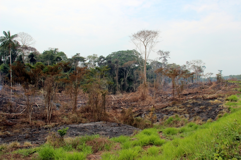 Desmatamento flagrado na BR 364, no Acre, em setembro de 2014. Foto: Nanda Melonio.