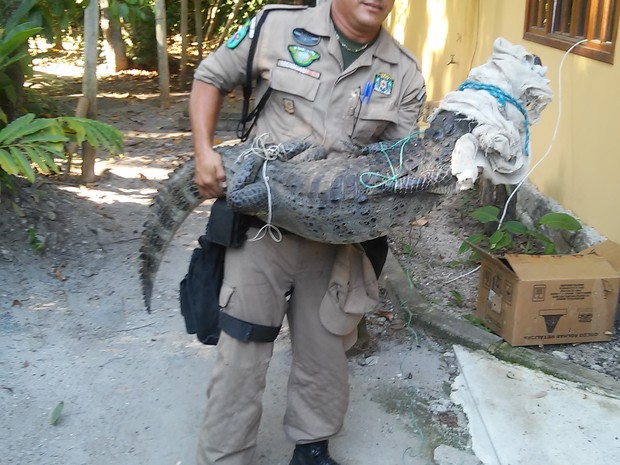 Grupamento Ambiental da Guarda Municipal resgatou o animal. Foto: Divulgação.