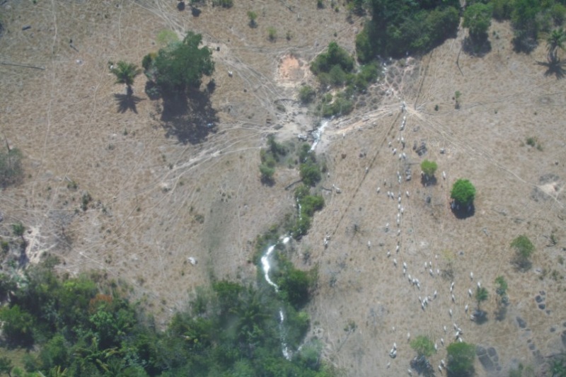 Avanço de pasto em cima de área protegida. Grupo que desmatou área para virar pasto é desmantelado pela Operação Cachoeira. Foto: Ascom/Ibama.