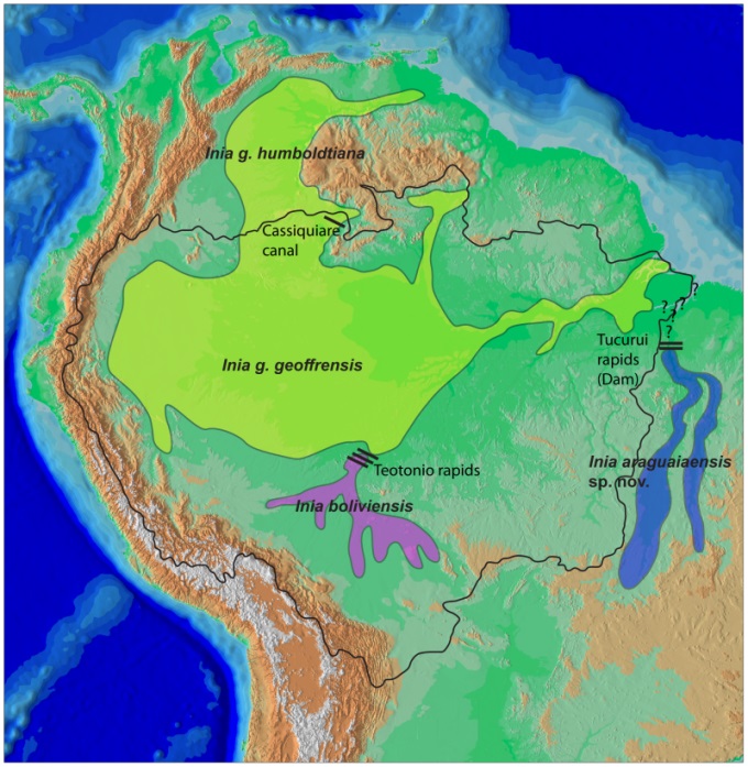Mapa indica a área de ocorrência das três espécies de boto-cor-de-rosa. Na bacia de Orenoco, na Venezuela e Colômbia, existe uma subspécie do Inia geoffrensis. A conexão entre as duas populações ocorre graças ao Canal do Cassiquiare, que liga as duas bacias hidrográficas. 