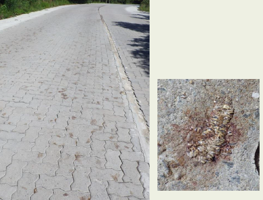 Manchas no asfalto indicam que dezenas de piolhos-de-cobras (Diplopodas) foram atropelados. No detalhe, imagem de espécime esmagado. Pesquisador acredita que eles estavam migrando 