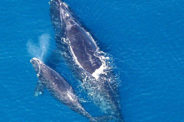 Uma baleia-franca-do-atlântico-norte (Eubalaena glacialis) e seu filhote. Foto: Wikimedia Commons