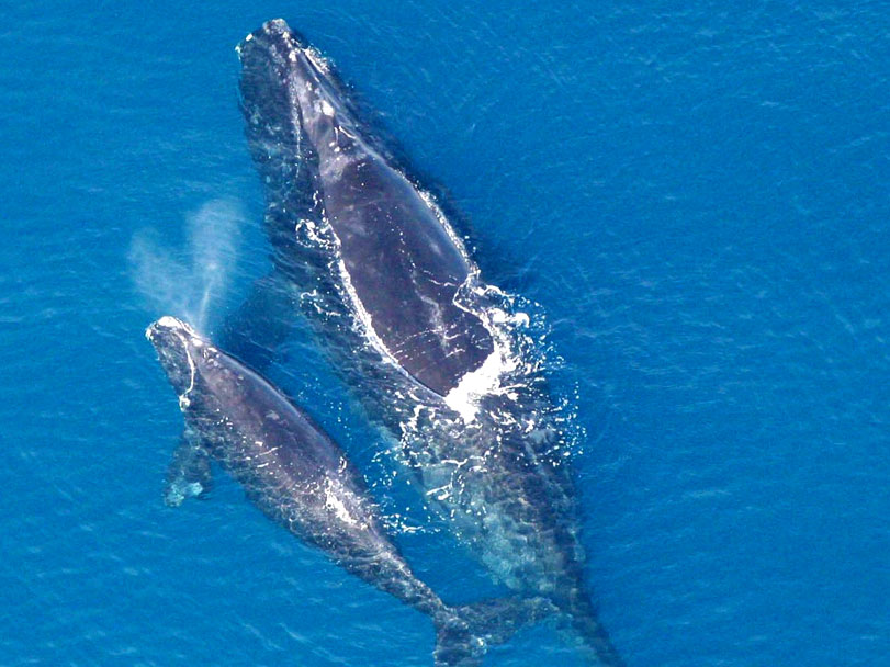 Uma baleia-franca-do-atlântico-norte ([i]Eubalaena glacialis[/i]) e seu filhote. Foto: