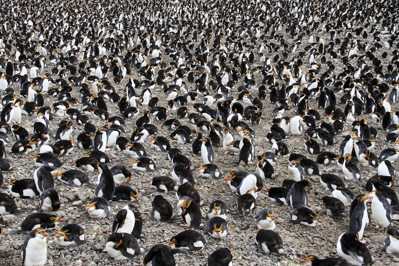 Cerca de 1,6 milhão pinguins-reais vivem em Macquarie.