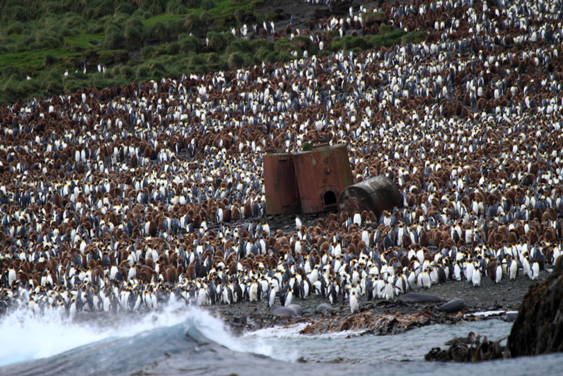 “Extratores” utilizados para cozinhar pinguins-rei e extrair seu óleo estão abandonados em Lusitania Bay. Testemunho de um cruel ciclo econômico.