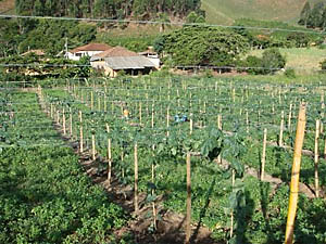 Plantação de bucha vegetal em Abre Campos (MG). (Foto: fornecida por Sylvio Lanna)