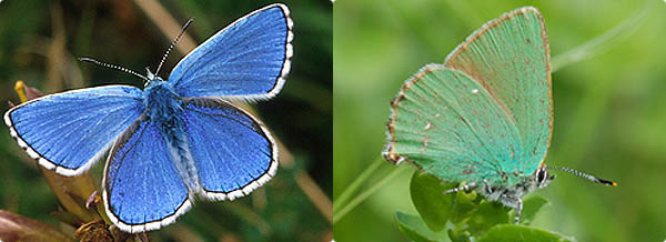 Foto: butterfly-conservation.org