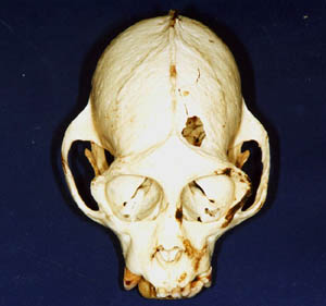 Crânio de bugio com perfuração de bala, conforme Germano Woehl Jr.