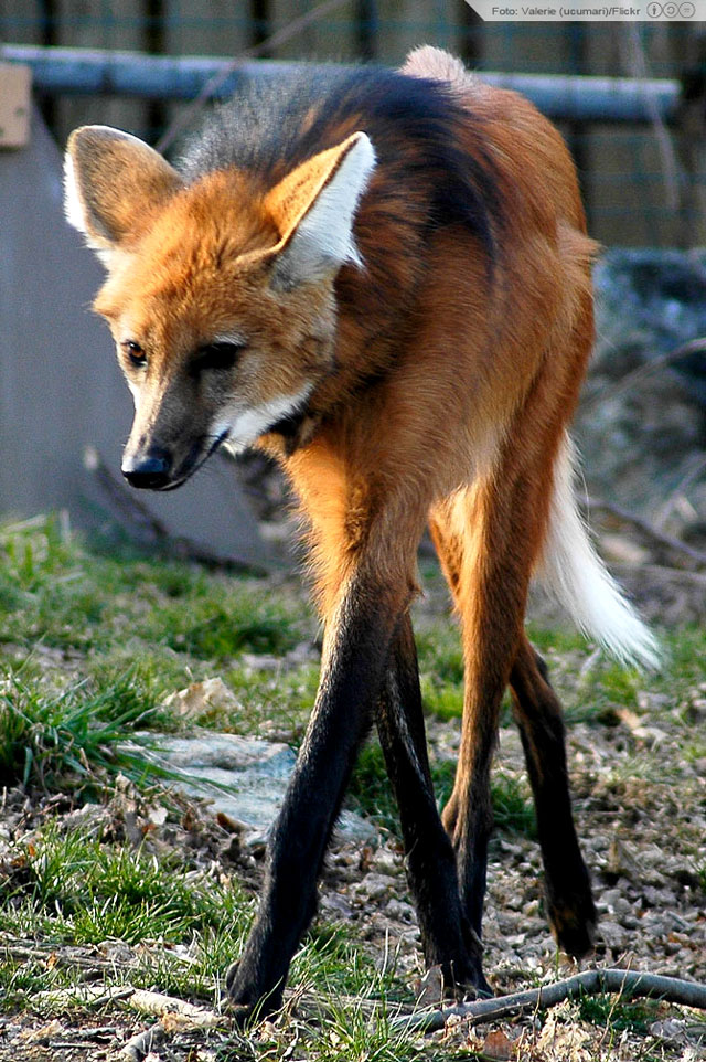 O peculiar caminhar do lobo-guará. Foto: Valerie (ucumari) / Flickr.