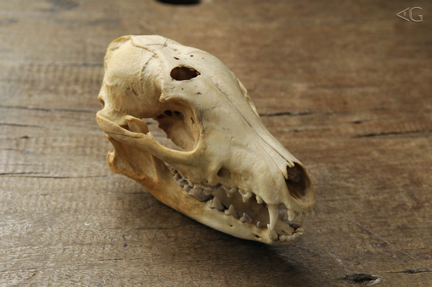 Crânio de um cachorro do mato com um tiro. Fotos: Adriano Gambarini