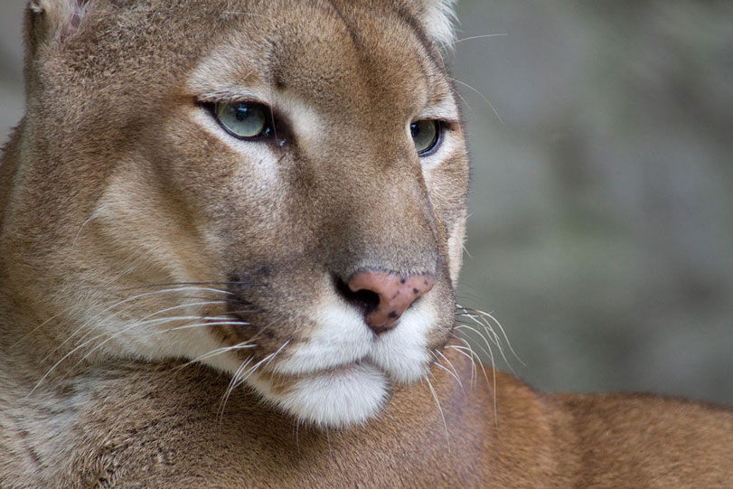 Puma, fotografado no Zoológico de Belgrado. Foto:
