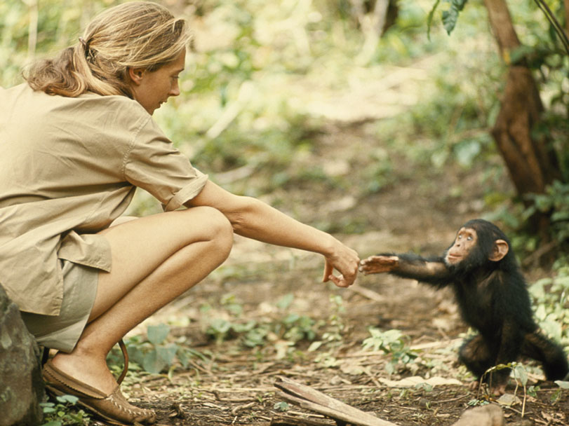 Jane Goodall resumiu a gentileza que os humanos podem desenvolver pela natureza quando se sentem parte dela. Foto: Hugo van Lawick / National Geographic