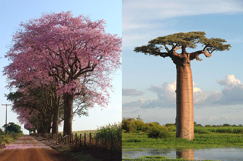 Vereda de paineiras (à direita) e baobá (à esquerda). Fontes: