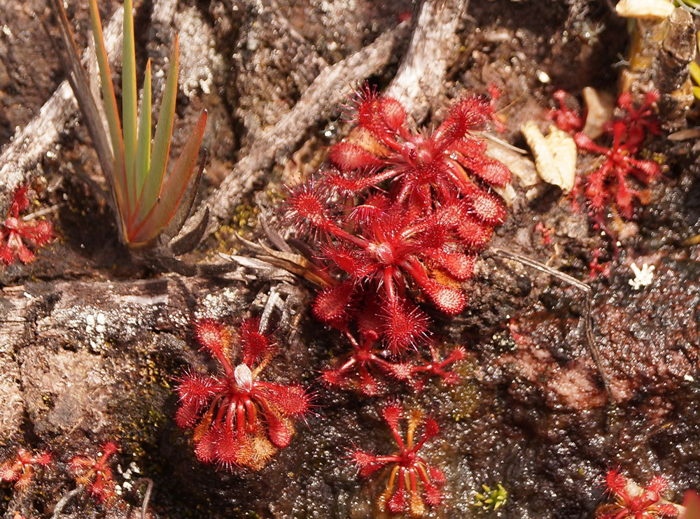 [i]Drosera roraimae[/i] é a planta carnívora mais comum no Monte Roraima. Foto: Rita Souza