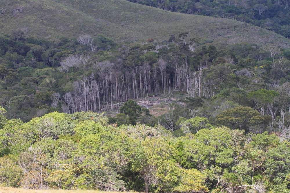 As manchas remanescentes de florestas são derrubadas pelos Pemón para abertura de roças no interior do parque nacional.