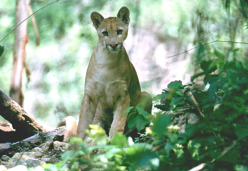 Puma na Serra da Capivara. Foto: Fábio Olmos