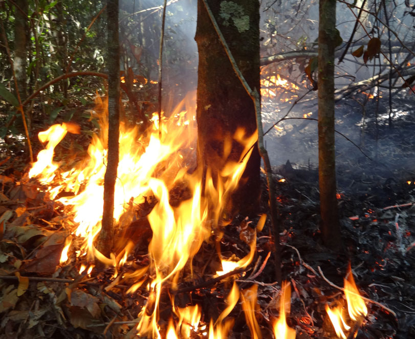 Área degradada submetida a incêndios experimentais. Foto:: Paulo Brando/Divulgação
