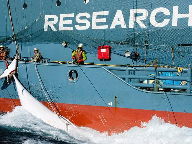 Japão vai parar caça "científica" na Antártica, mas continuará na sua costa e no norte do pacífico. Foto: AFP