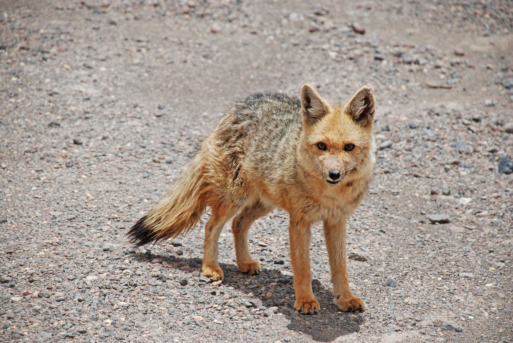  Uma raposa-colorada ([i]Lycalopex culpaeus[/i]) fotografada em Potosí, Bolivia. Foto: