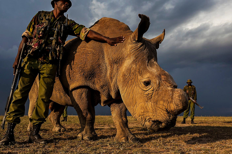 Sem chifres e vigiado. Reforço na segurança mantém último  rinoceronte branco do norte macho longe dos caçadores. Foto: Brent Stirton.