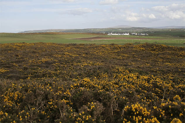 Vista dos campos de touceiras de furze, no Parque Nacional de Wicklow, na Irlanda do Sul (Foto de Ana Leonor)