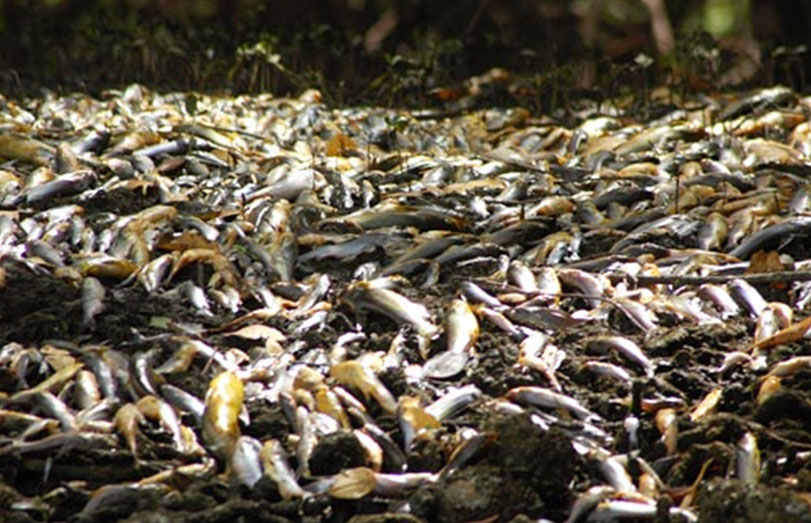 Peixes mortos cobrindo o solo no manguezal do rio Potengi, em 2007. Foto: Vlademir Alexandre