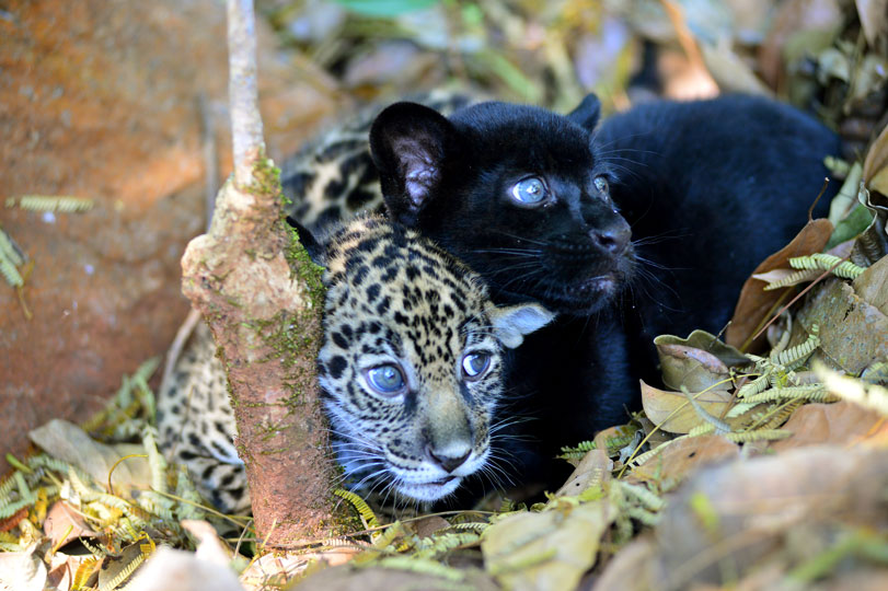 Filhotes de onças-pintadas ([em]Panthera onca[/em]) no Parque Zoobotânico Vale, no Pará. É a segunda vez que o Parque consegue reproduzir a espécie que está ameaçada de extinção. Foto: Salviano Machado/Vale