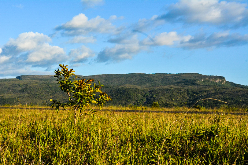 Região do Lavrado, uma área de cerrado ou savana dentro do estado de Roraima. Foto: Vandré Fonseca
