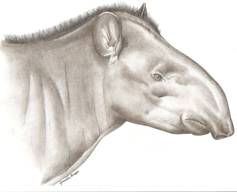 Ilustração da anta [i]Tapirus kabomani[/i] macho.