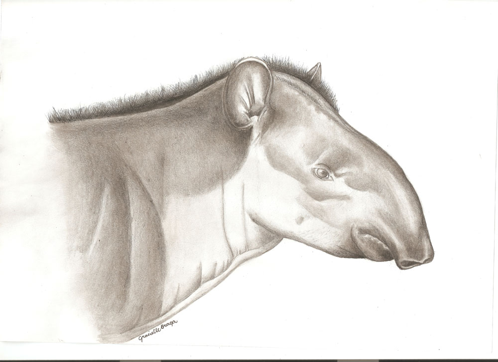 Ilustração da anta [i]Tapirus kabomani[/i] fêmea.