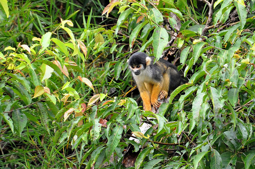 Macaco-de-cheiro-de-cara-preta ([i]Saimiri vanzolinii[/i]) fotografado na Amazônia. Foto: Cláudio Timm