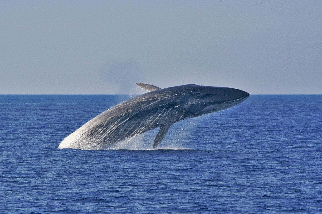 Uma baleia-comum ([i]Balaenoptera physalus[/i]) fotografada em meio a um salto, no Mar Mediterrâneo. Foto: