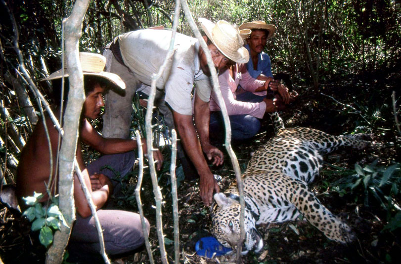 A recaptura do macho jovem Dr. Wonderful (Doc) em julho de 1982, Miranda Estância, Pantanal do MS. Na foto, já com o colar novo, com Sabino, Zelfo, Vadú e Bastião.