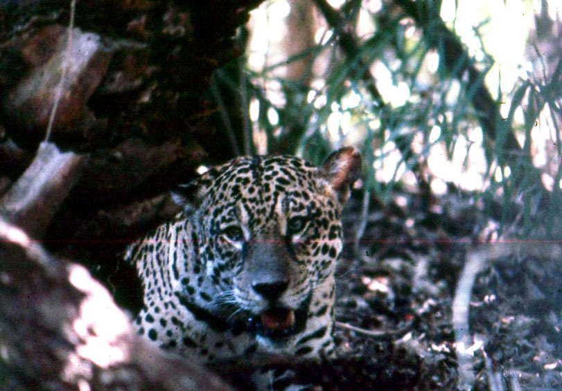 Macho jovem Dr. Wonderful (Doc) na sua recaptura em julho de 1982, Miranda Estância, Pantanal do MS.Na foto, esperando que o anestésico fizesse efeito para possibilitar a aproximação para proceder à biometria e troca do colar.