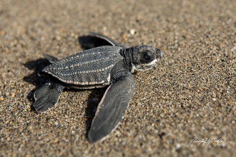 Um filhote de tartaruga-de-couro ([i]Dermochelys coriacea[/i]). Foto: