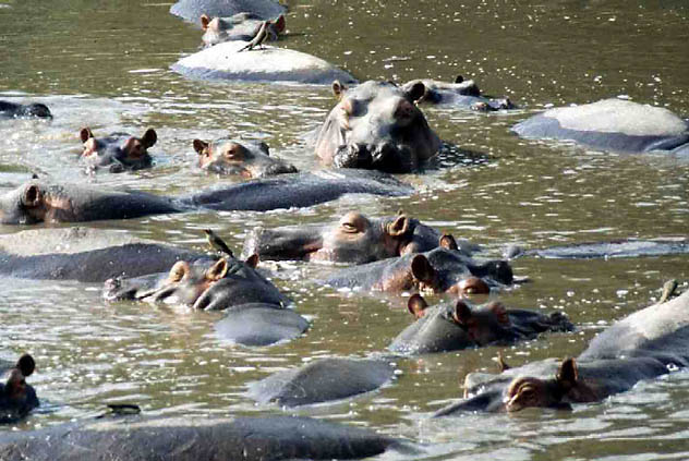 Os simpáticos hipopótamos quase foram extintos no Parque Nacional de Virunga (África). (Foto: Hippo Specialist Group of the World Conservation Union)