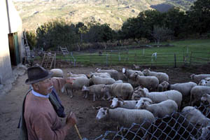 Parte da população na Serra da Estrela vive da criação de cabras e de ovelhas. (Foto: Ana Leonor)