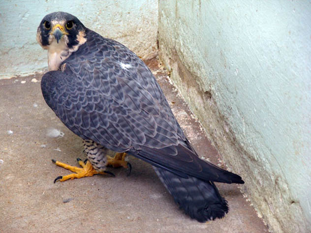 Falcão resgatado em Montes Claros será conduzido ao Espírito Santo para recuperação. (Foto: Cetas/Ibama/MG)