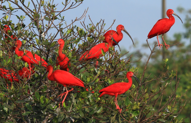 Guarás-vermelhos em plumagem reprodutiva nos manguezais de Cubatão observados em meados de novembro. Essa cena não era vista ali desde 1997. Fotos: Fábio Olmos