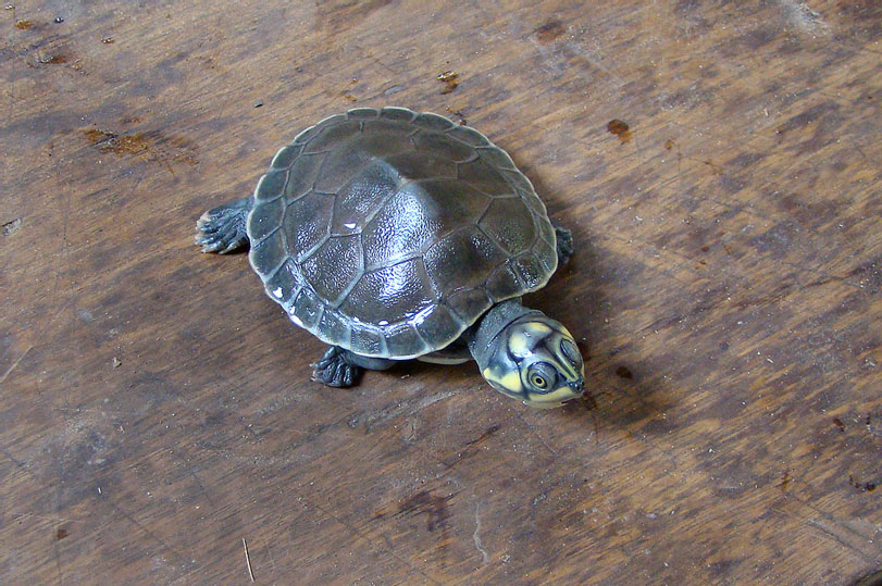 Uma pequena e sortuda tartaruga-da-amazônia ([i]Podocnemis expansa[/i]), apenas 5% da espécie tem chances de chegar à vida adulta. Foto: