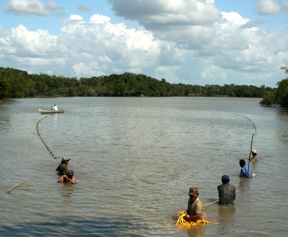 Grupo usa rede para capturar o pirarucu. Foto: Plano de Manejo do Pirarucu