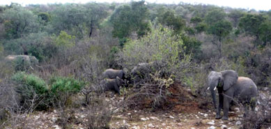 Elefantes destruindo árvores em território Masai, Tanto em África como em Ásia muitas vezes atacam os cultivos por falta de opções.