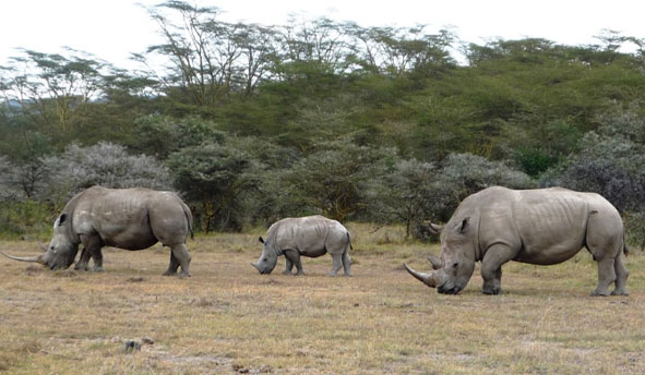 Rinocerontes brancos protegidos no Parque Nacional Lake Nakuru. Quênia. Fotos: Marc Dourejanni