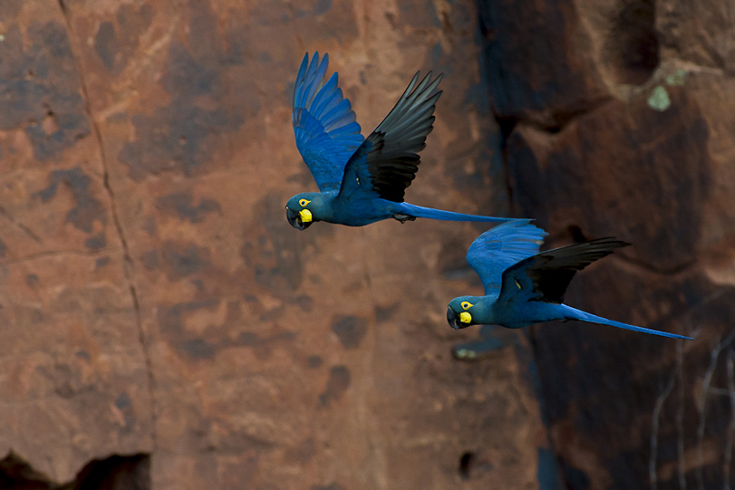 Araras-azuis-de-lear ([i]Anodorhynchus leari[/i])em pleno voo.  Canudos, Bahia. Foto: