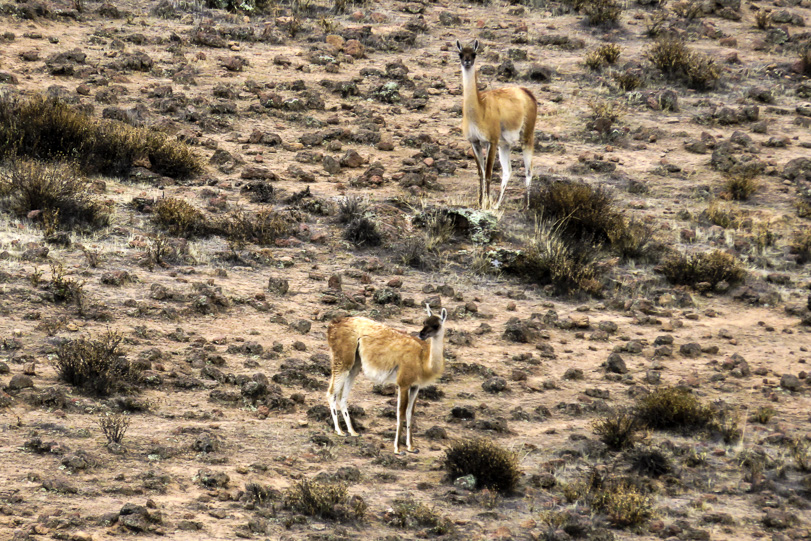 A paisagem muda de acordo com a altitude, mas ainda dá para avistar vicunhas e guanacos. Fotografia tirada no Reserva Nacional de Pampa Galeras. Foto: Maria Tereza Pádua