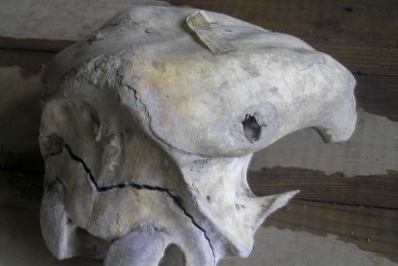Perfuração de canino de onça-pintada, no crânio de uma vaca adulta, indicando predação. Foto: Panthera Brasil