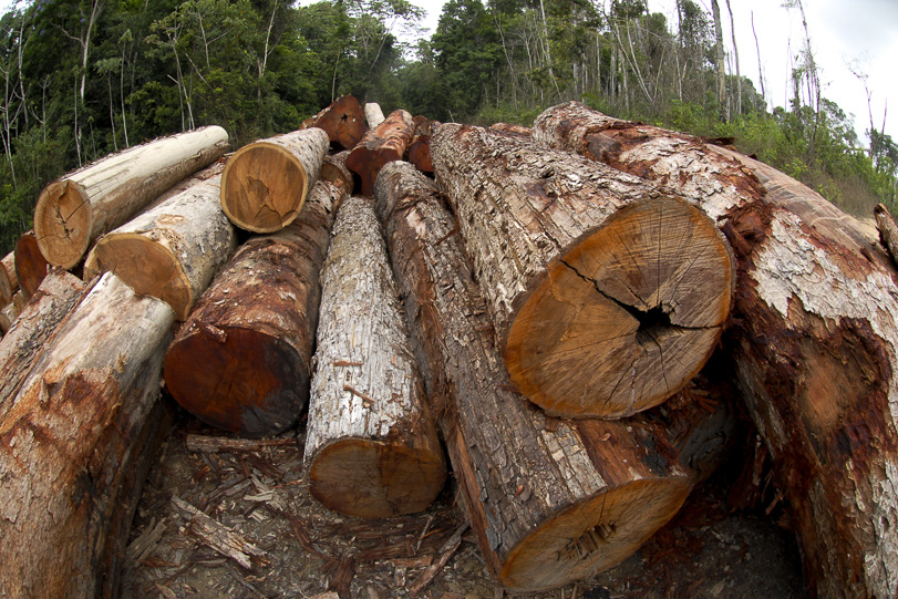 Objetivo é proteger as árvores de alto valor comercial do corte predatório. Foto: Paulo de Araújo/MMA