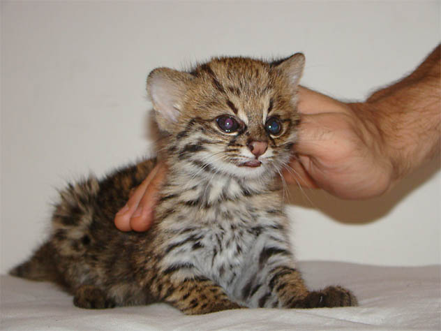 Filhote de gato-do-mato (Leopardus trigrinus). (Foto: Sergio Lutz Barbosa)